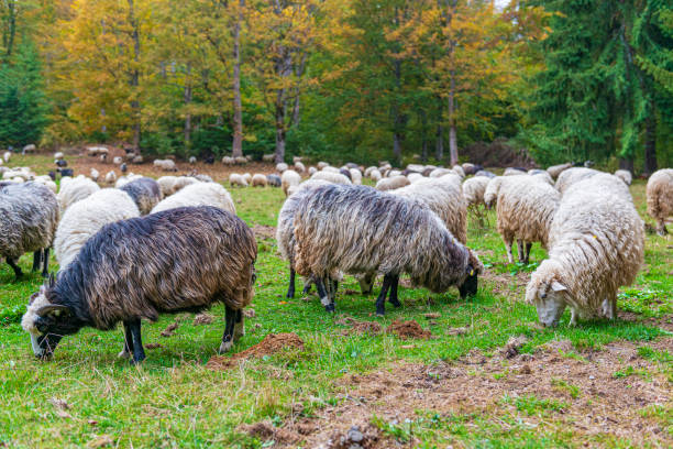 istock Herd of sheeps on the sunny autumn meadow. 1281134202