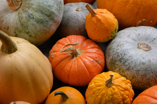 istock Autumn harvest colorful squashes and pumpkins in different varieties. 1281134364