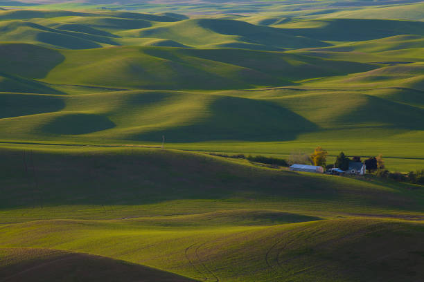 istock Rolling green wheat fields in springtime in the Palouse area of Washington state 1281134440