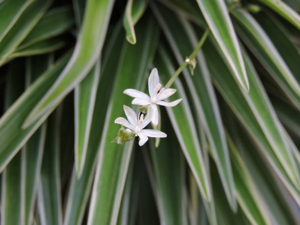 Tiny white flower of spider plant. Tiny white flower of spider plant. Scientific name Chlorophytum comosum Ocean. It is  an ornamental foliage plant with creamy margins and a green centre leaves. spider plant photos stock pictures, royalty-free photos & images