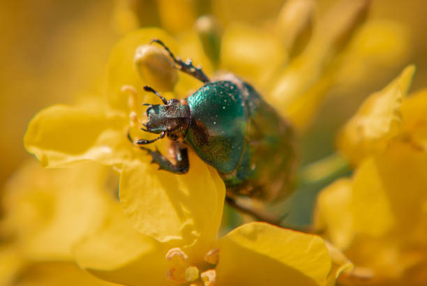 istock Green beetle on yellow rapeseed 1281135613