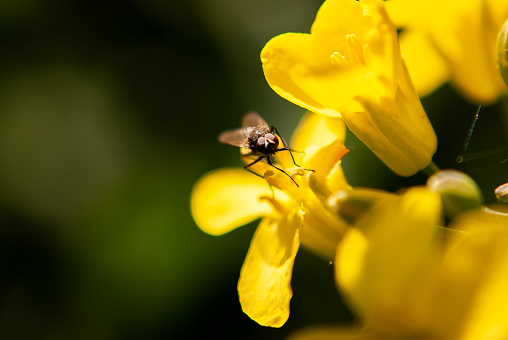 A syrphe, Syrphus ribesii visits a flower in the Laurentian forest in the spring.