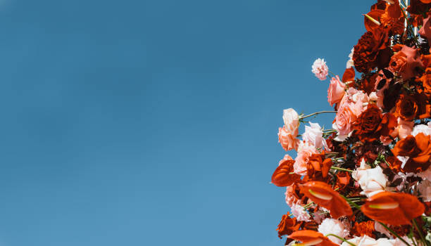 red flowers against blue sky, Ready layout for text message or content. Holiday card, copy space