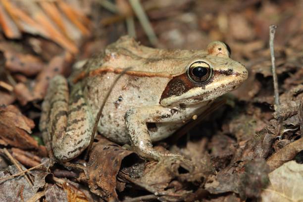 istock Wood Frog / Wood Frog / Lithobates sylvaticus 1281136363