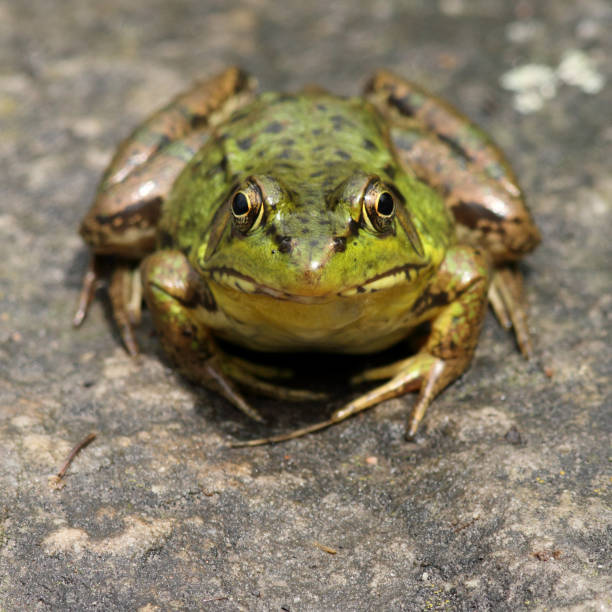 The green frog in its environment (Green Frog / Lithobates clamitans)