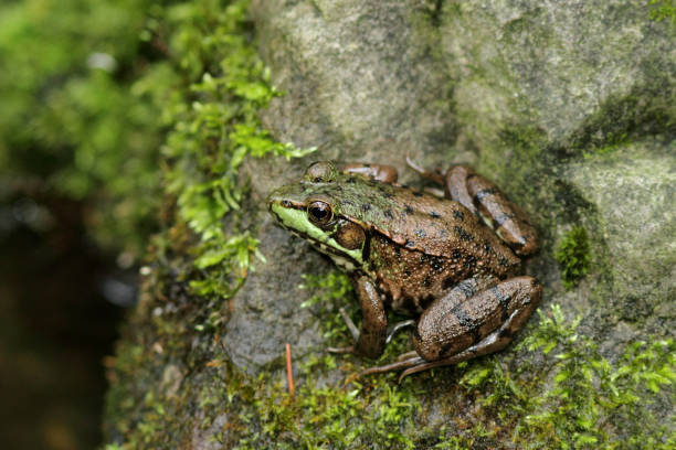 istock Green Frog / Green Frog / Lithobates clamitans 1281137435