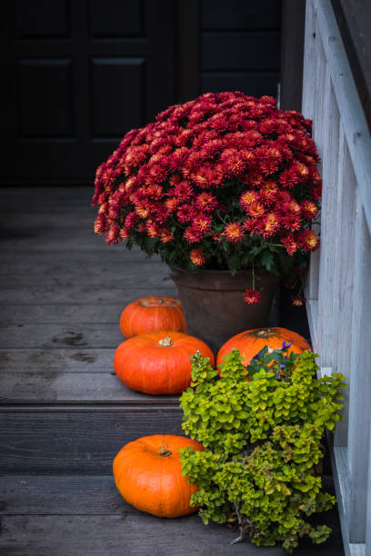composição de outono - abóboras laranja brilhantes, crisântemo colorido em vasos, decoração de degraus da frente de férias - front door front stoop house yellow - fotografias e filmes do acervo