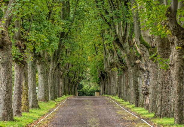 istock Majestic treelined country road with maple trees 1281138432