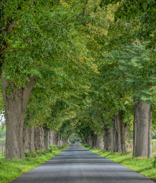 istock Majestic treelined country road 1281138510