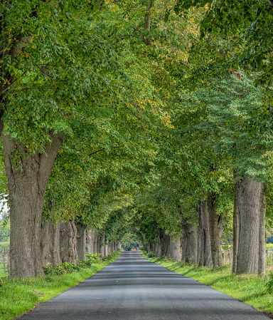 tree-lined avenue with oaks in the hills of the val d'orcia tuscany italy