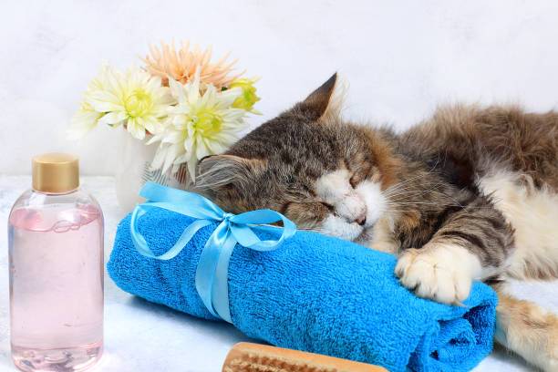 istock Spa and wellness composition with aromatic water and sleeping cat on a towel, rose water aromatherapy and skin care, lifestyle concept, invitation and advertisement card, 1281139186