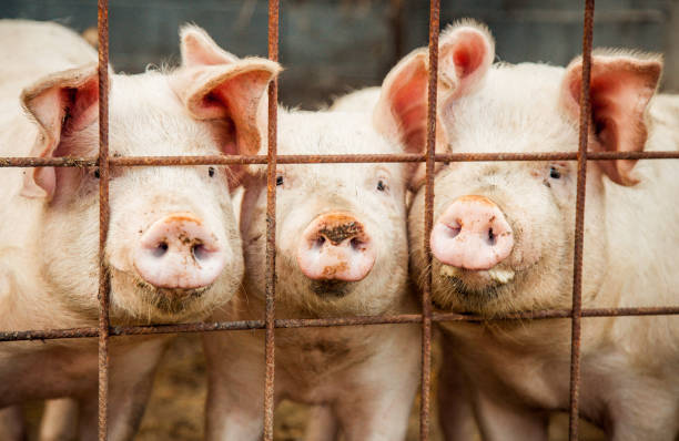 istock Portrait of Three Pigs 1281139237