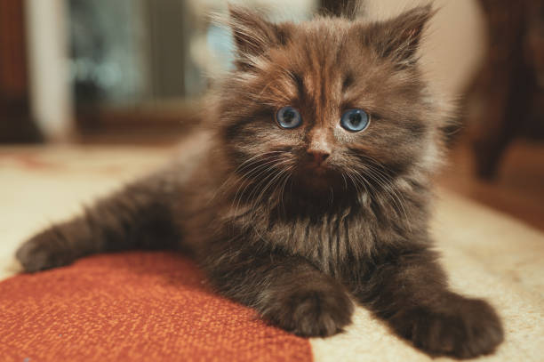 istock Little cute two month old kitten. Scottish Fold. 1281140795