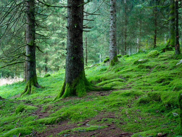 istock trees in the forest wallpaper, roots of evergreen trees 1281140844