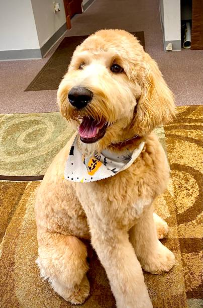 istock The Day After the Groomers 1281142170