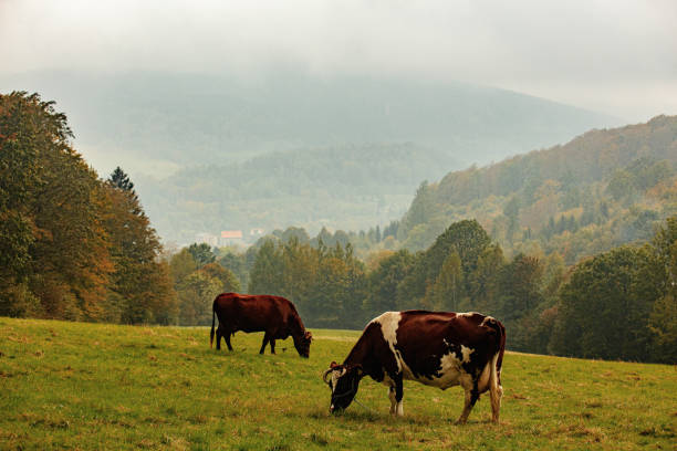 istock cows graze in a mountain meadow in the Sudetes in autumn 1281142352