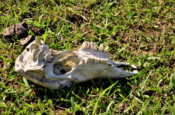 istock Dry skull of cattle in field 1281143328