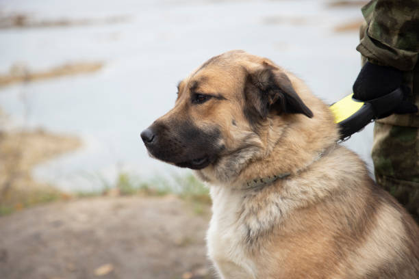 istock service dog, mestizo alabay on duty 1281143366