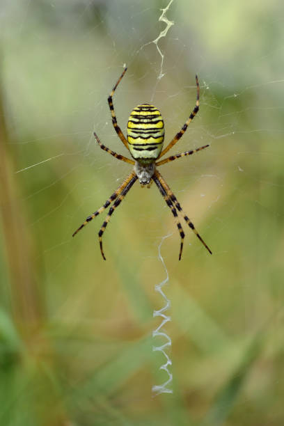 porträtt på nära håll av en wasp spindel (argiope bruennichi) sitter i sin spindelväv väntar på byte - getingspindel bildbanksfoton och bilder