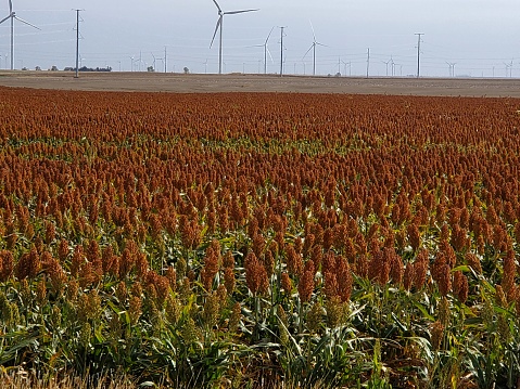 In Kansas the sorghum crops go on for miles.  This plant is used for fodder for livestock cattle.  It is drought resistant and can be grown in many places.  There is a variety that fowl aren't attracted to.  This is also used in gluten free diets.