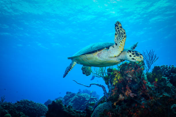 istock Sea Turtle in Caribbean Sea 1281145298