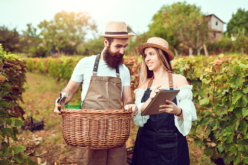 Cute Winemaking Couple Making Sure Grape Harvest Are Going Well