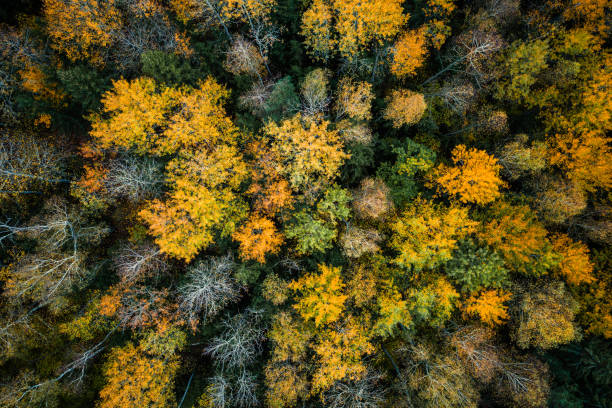 istock drone view of colorful autumn forest 1281145613