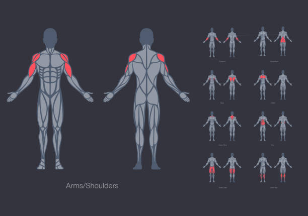 ilustraciones, imágenes clip art, dibujos animados e iconos de stock de plantilla de diseño vectorial del modelo de anatomía de los músculos humanos - modelo anatómico