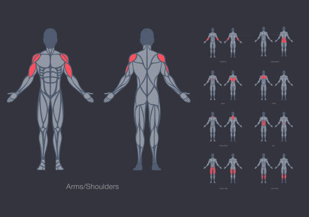 illustrations, cliparts, dessins animés et icônes de modèle de conception vectorielle de modèle d’anatomie de muscles humains - modèle anatomique