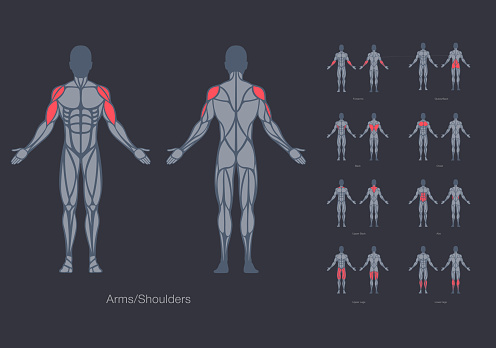 Human muscles anatomy model vector, strong man