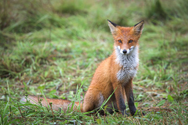 istock Beautiful young red Fox in the wild. A sly Fox with a white breast 1281146528