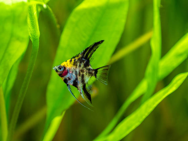 Angel Fish Koi Panda Yellow Head in tank fish with blurred background (Pterophyllum scalare) Angel Fish Koi Panda Yellow Head in tank fish with blurred background (Pterophyllum scalare) zebra cichlid stock pictures, royalty-free photos & images