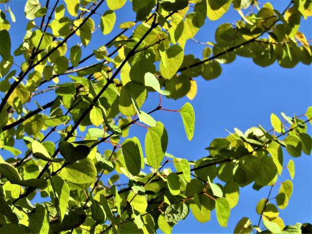 istock Japan. October. Summer pattern. These leaves not decide yet to become yellow. 1281147974