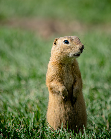 Beringian or Arctic ground squirrel. Spermophilus brunniceps. Urocitellus parryii