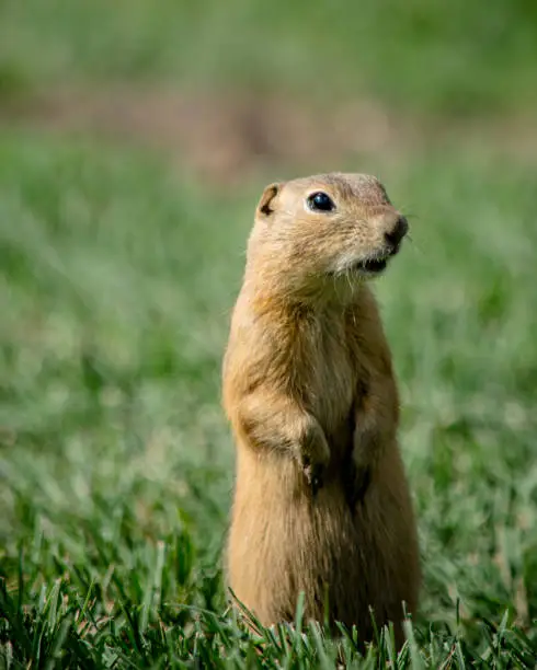 A cute richardson ground squirrel, or a common manitoba prairie dog, in the grass,