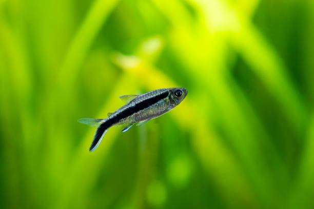 istock Penguin tetra (Thayeria boehlkei ) isolated in a fish tank with blurred background 1281148845