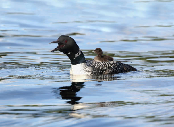 istock loonie with her baby in lake 1281149223