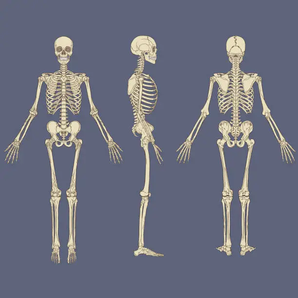 Vector illustration of Human skeleton chart vector