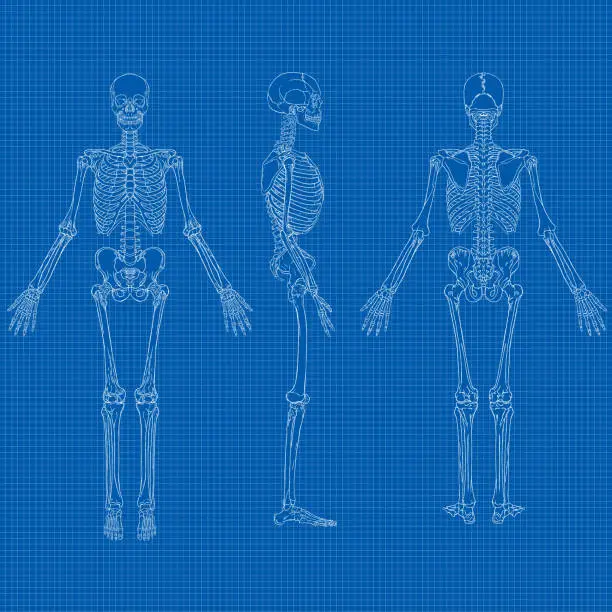Vector illustration of Human Skeleton Blueprint Vector