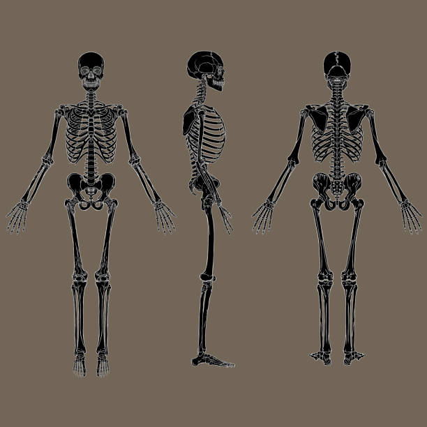 Negative human skeleton chart black vector Vector illustration of the Negative human skeleton chart black vector femur bone anatomy drawing stock illustrations