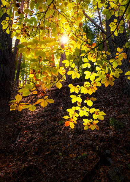 beech leaves in backlight with the sun filtering through them, Hayedo de la Tejera Negra in Guadalajara Spain, vertical