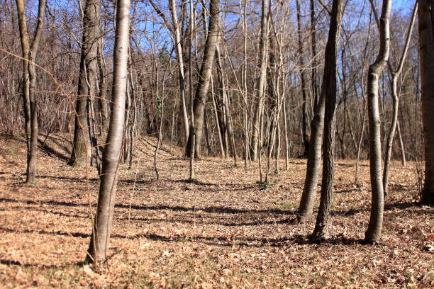 istock panorama of a winter undergrowth with trunks and dry leaves 1281152407