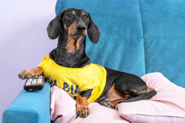 lazy dachshund dog in yellow t-shirt is lying on couch on the pillow at home with remote control between paws and is going to watch favorite shows on tv all weekend - dachshund color image dog animal imagens e fotografias de stock