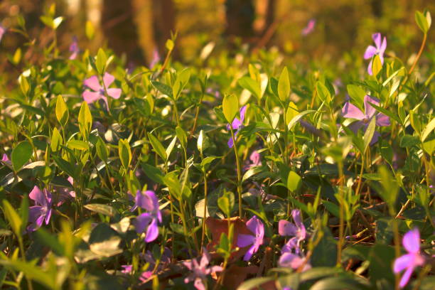 istock wild perivinc -Vinca Minor- in the undergrowth 1281152552