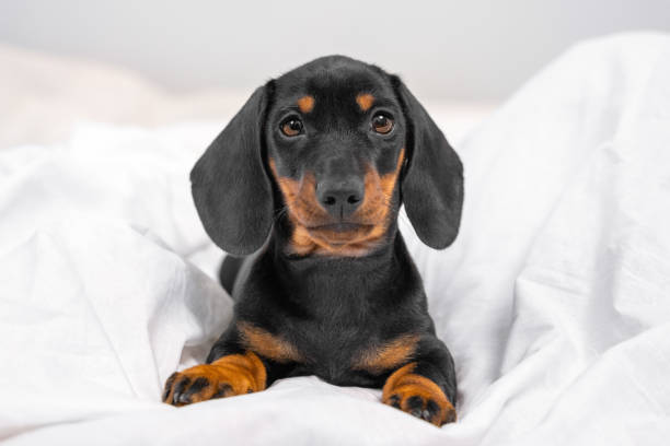 obedientes lindo negro y bronceado dachshund cachorro sentado en manta blanca y mirada conmovedora mira directamente en el dormitorio. retrato suave del perro bebé - dachshund dog sadness sitting fotografías e imágenes de stock