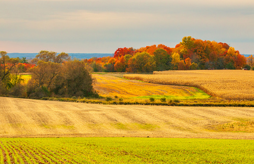 Rolling agricultural farm land in autumn with half harvested white field and trees in fall colors