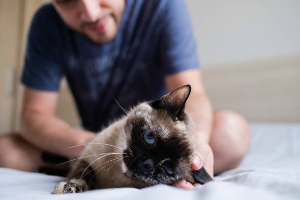 istock Adopted cat being petted by his guardian 1281153905