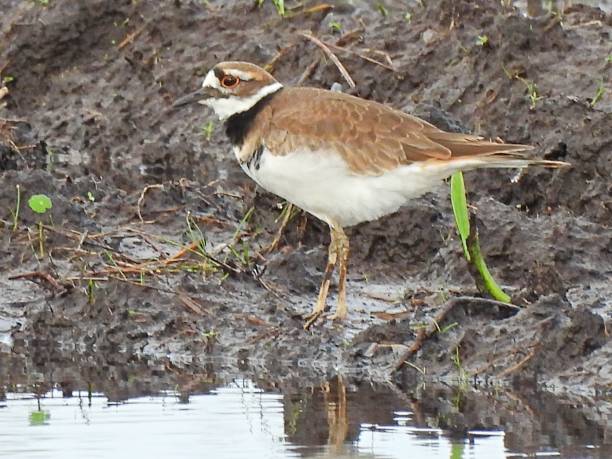 istock Killdeer (Charadrius vociferous) standing in the Florida wetlands 1281153976