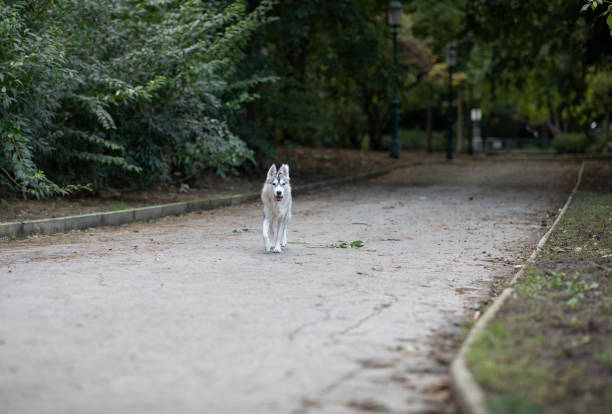 Beautiful Husky dog in a park walking