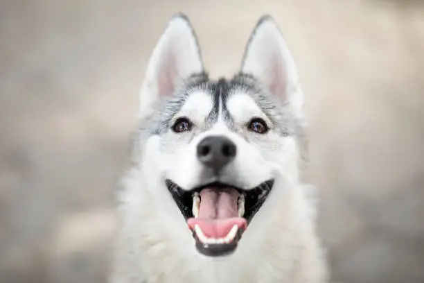 Photo of Beautiful portrait of Husky dog